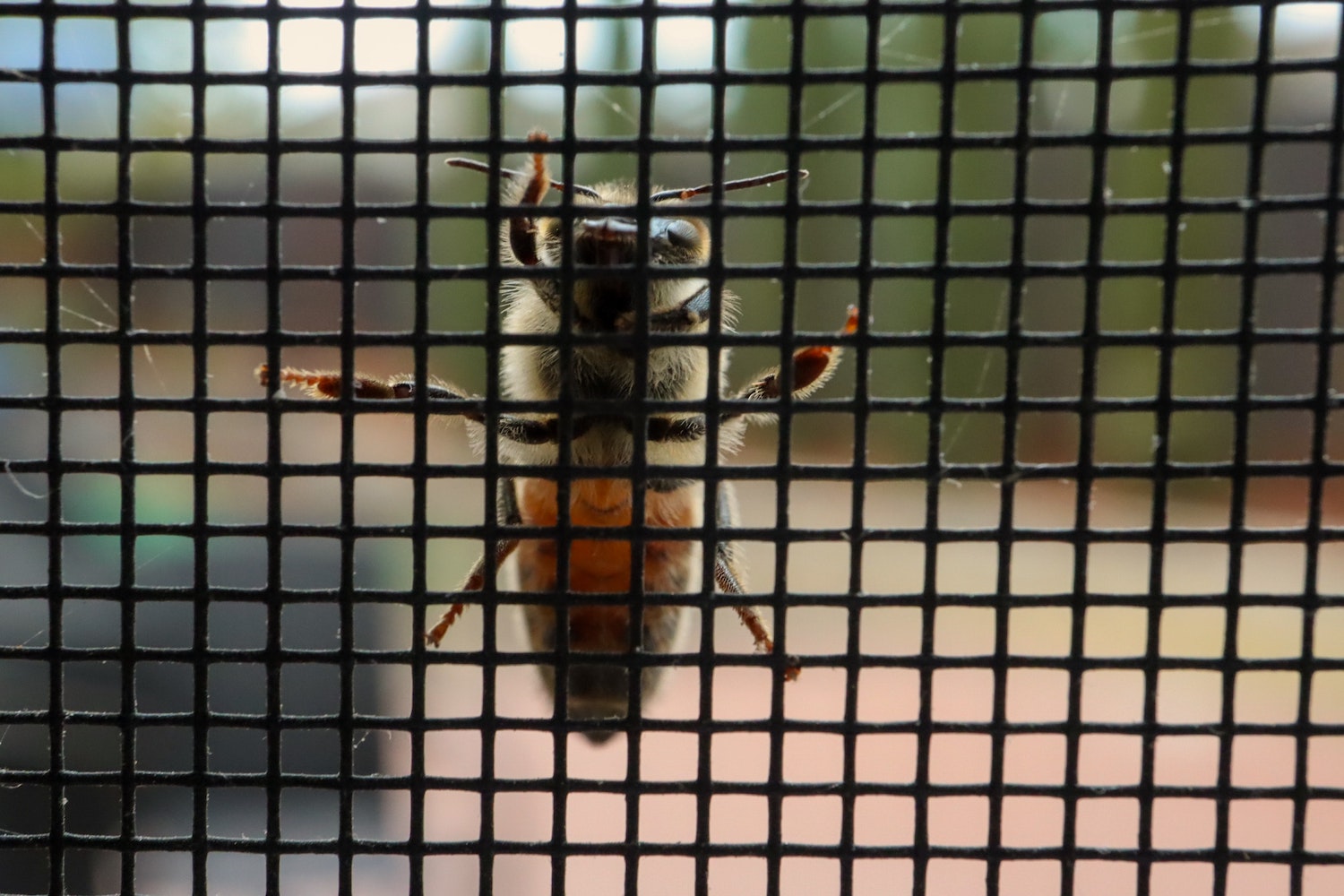 bee on insect screen