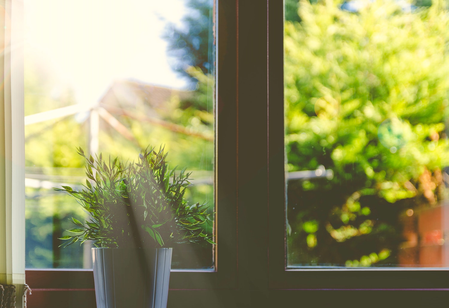plant at window